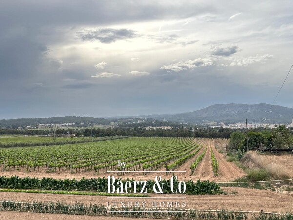 photo 7 Historic Modernist Country House with Vineyard