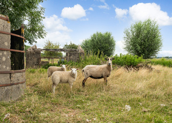 ZWAMMERDAM